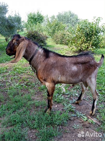 Козел (биталл- нубиец) вязка 1000