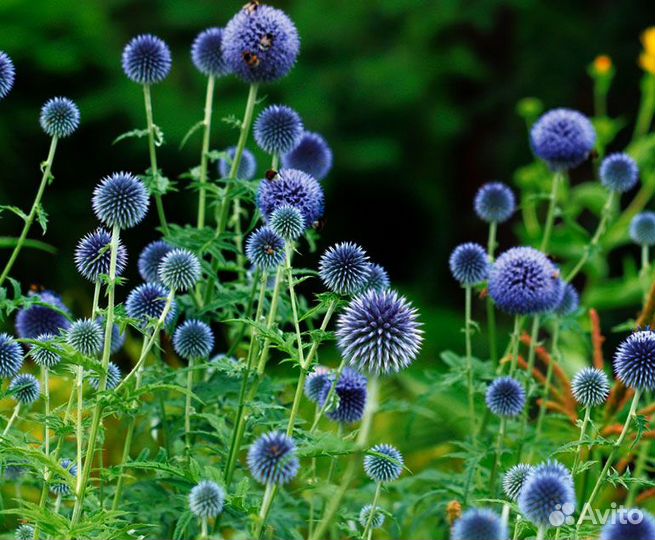 Многолетние растения для сада