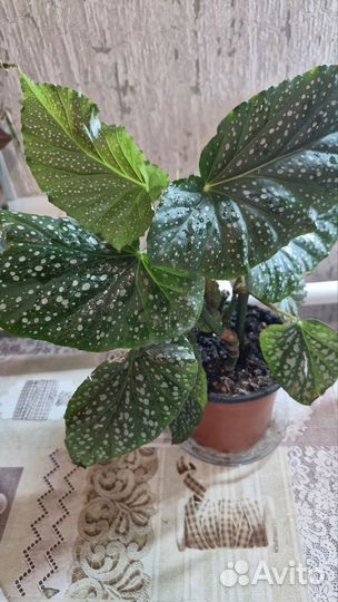 Бегония королевская