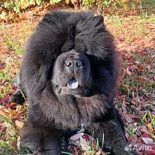 Кобель чау чау ищет любовь