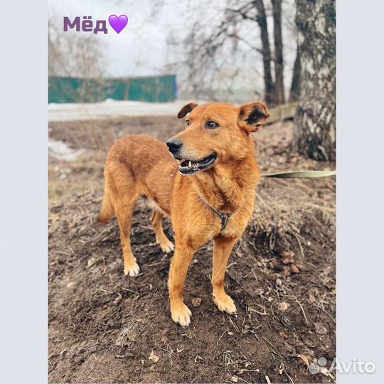 Огненный пес в добрые руки