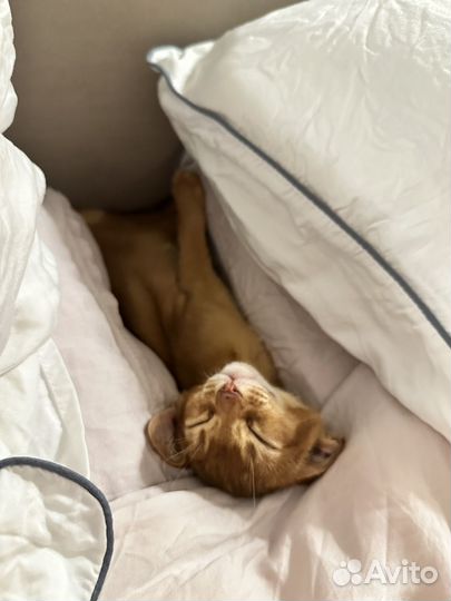 Абиссинские котята