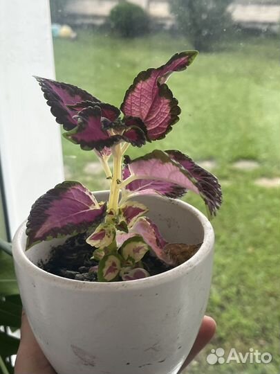 Комнатные растения излишки