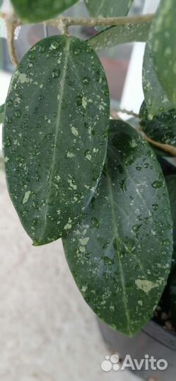 Хойя Obovata variegata