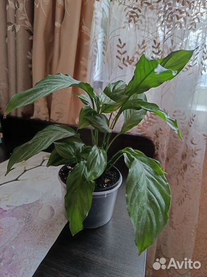 Комнатные растения