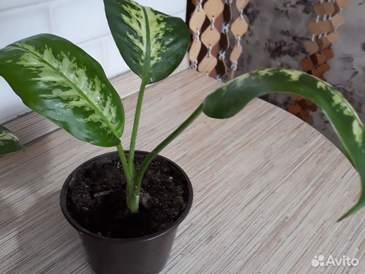 Диффенбахия кустовая