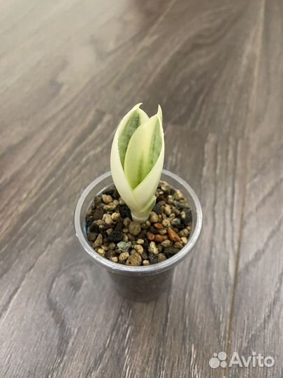 Сансевиерия сортовая