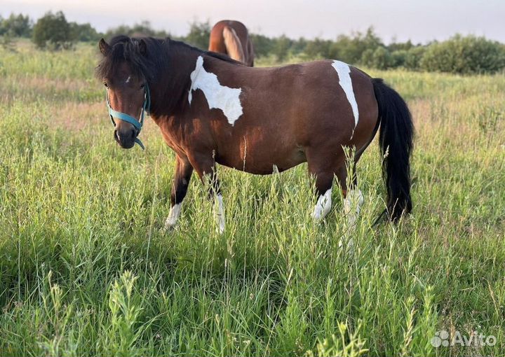 Жеребец лицензированый орловский рысак