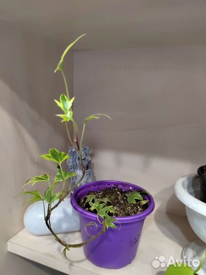 Излишки растений