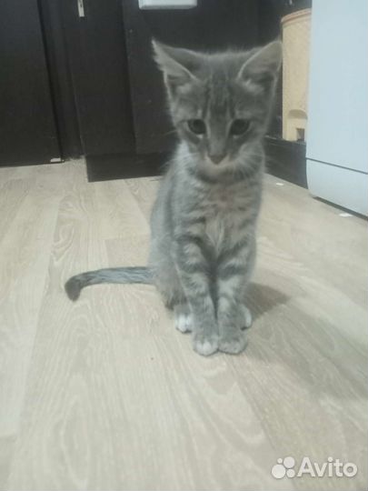 Кошки в добрые руки