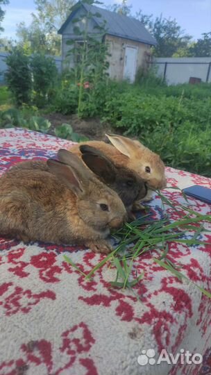 Кролики