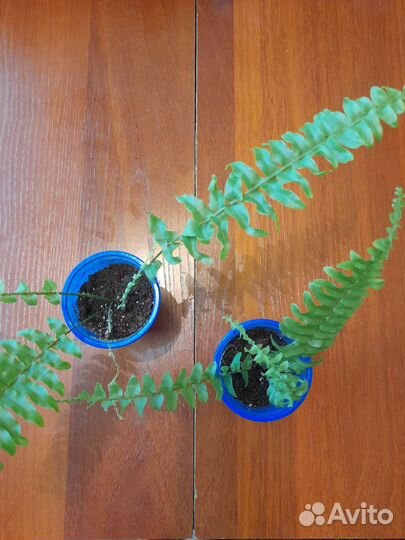 Папоротник кудрявый