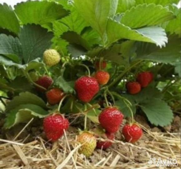 Клубника(рассада)