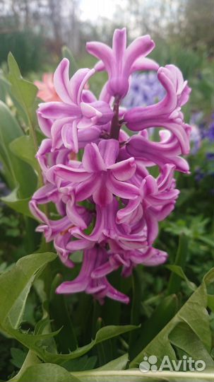 Гиацинты, хризантема, нарциссы