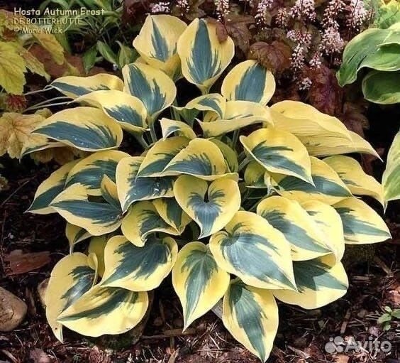 Хоста элитные