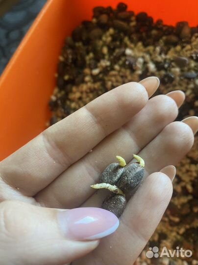 Семена кедра сибирского пророщенные