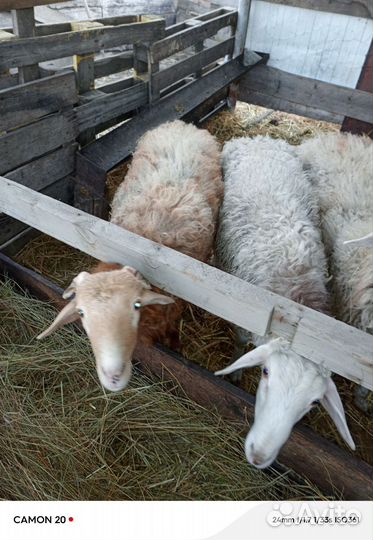 Сельхоз животные