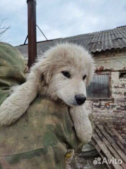 Щенки Пиренейской горной собаки