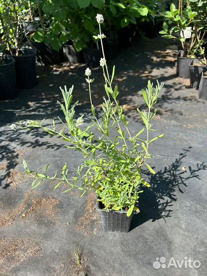 Лаванда белая саженцы