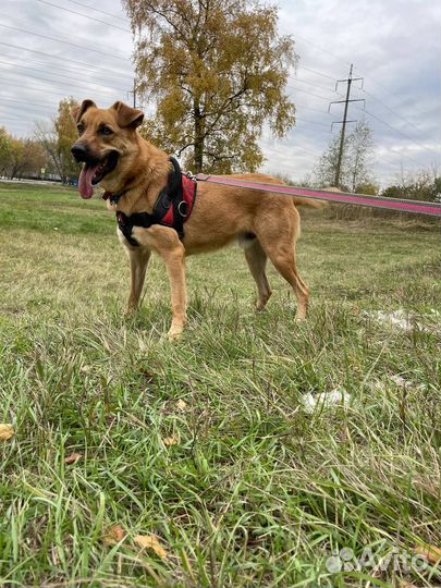Активному Жаку невыносимо в приюте