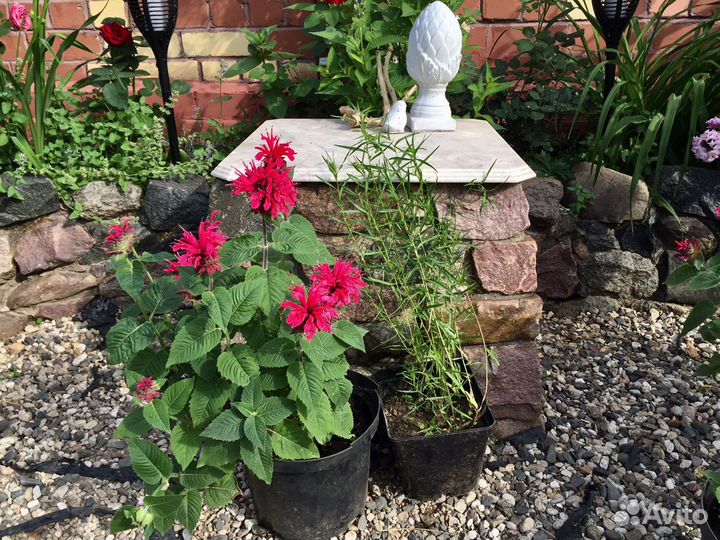 Монарда и эстрагон(тархун)