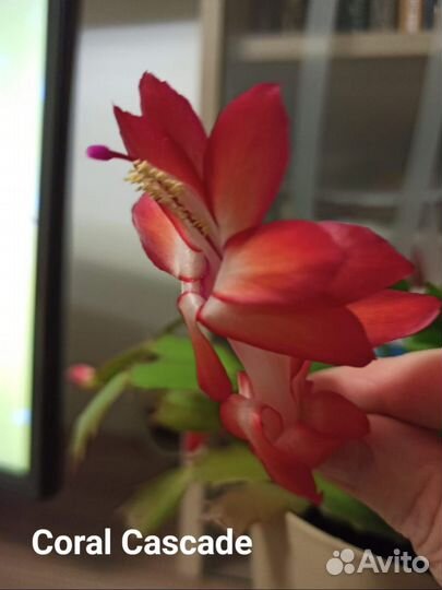 Комнатные цветы. Декабрист White Christmas