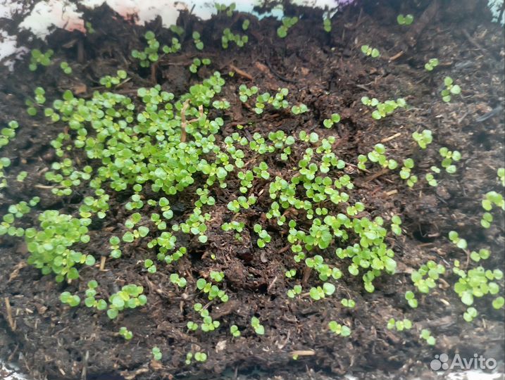 Семена глоксинии