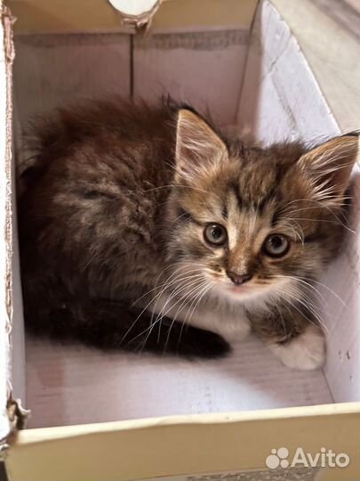 Котенок девочка в добрые руки