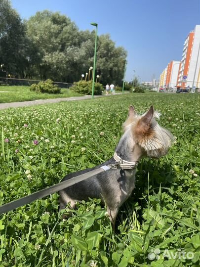 Йоркширский терьер девочка стандарт