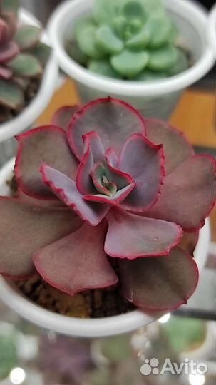 Кактусы и суккуленты