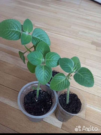 Мята комнатная (Плектpaнтус)