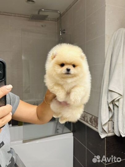 Мини Померанский шпиц