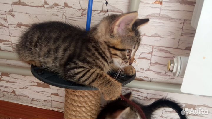 Котята в добрые руки даром бесплатно