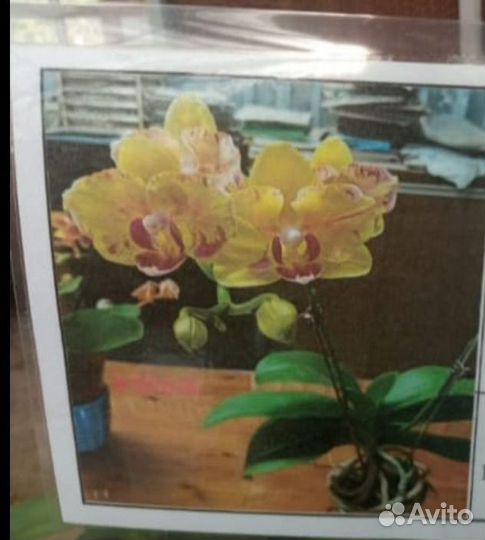 Орхидея бабочка