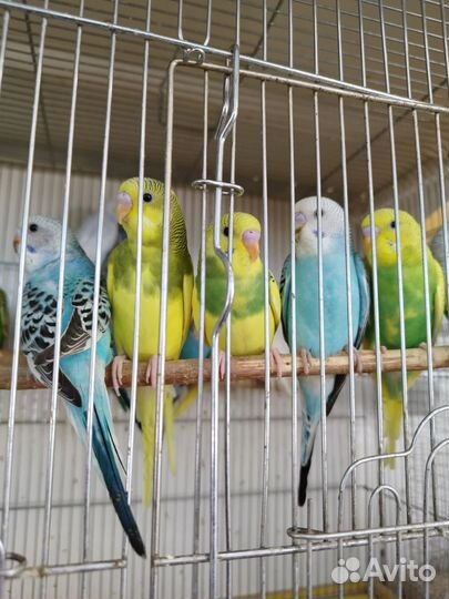 Птенцы волнистый попугай