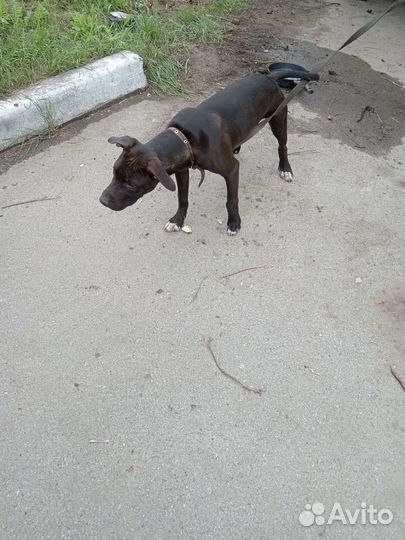 Собака питбуль