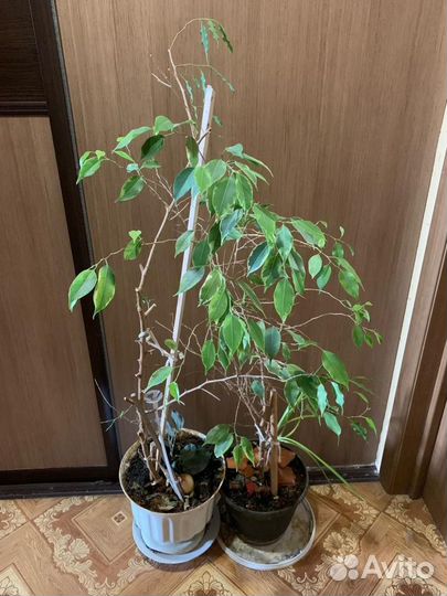 Комнатные цветы