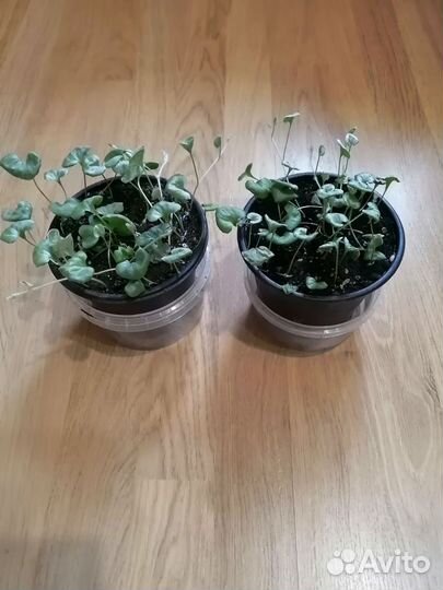 Дихондра серебристая