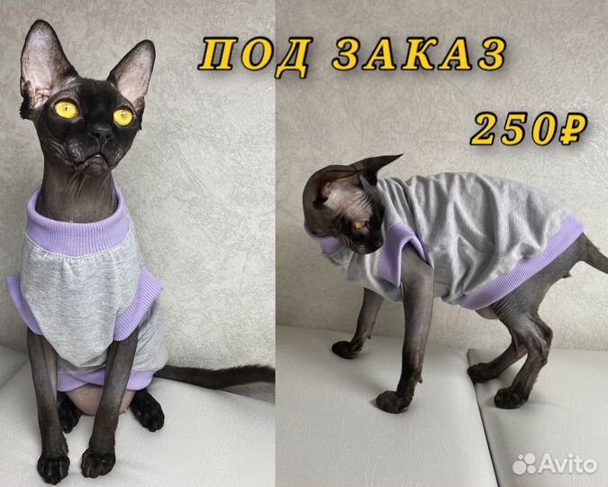 Одежда для сфинкса