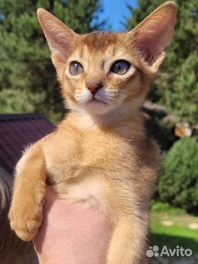 Абиссинская