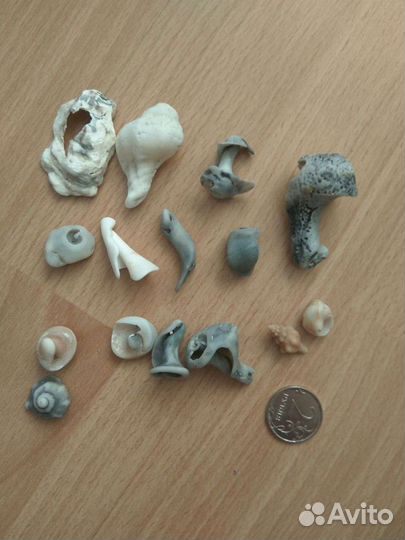 Ракушки и камни с отверстиями дырками поделки
