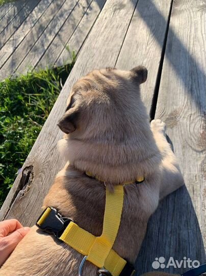 Шлейка для вашего пятачка анатомическая