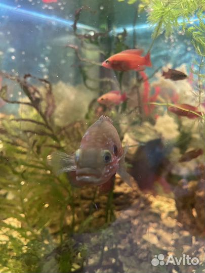 Аквариумные рыбки Хромис-красавец