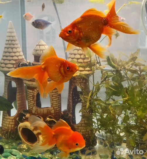 Золотые рыбки в большой аквариум