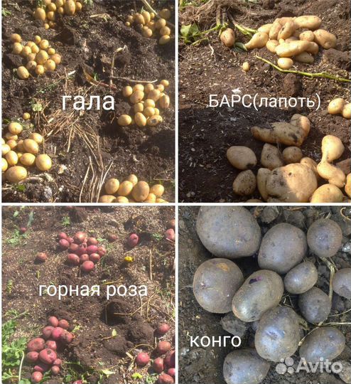 Семенной картофель