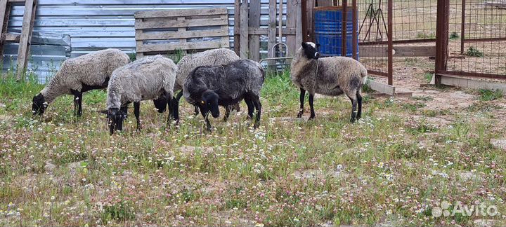 Овцы и ягнята романовской породы