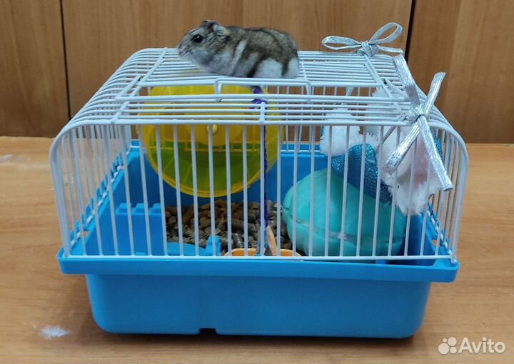 Джунгарский хомяк с клеткой