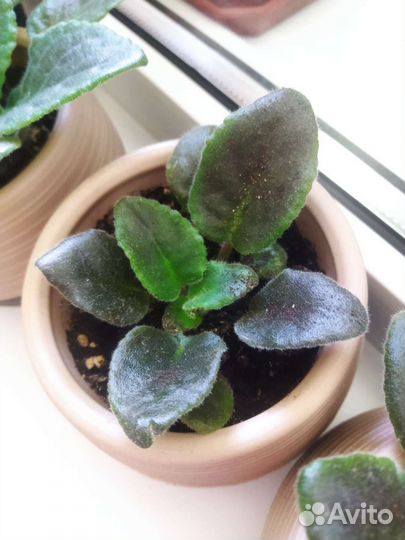 Фиалка в горшках