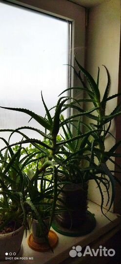 Алоэ древовидное