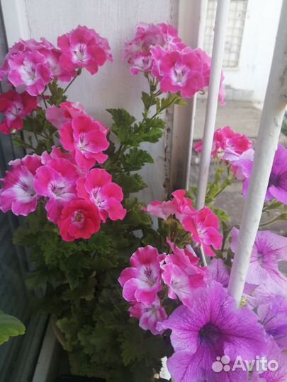 Пеларгония герань королевская(без запаха)